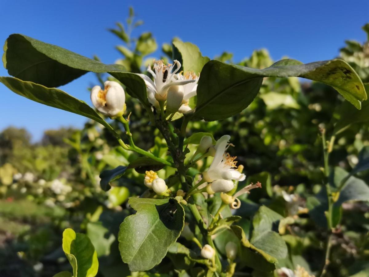 فيلا Profumo Di Zagara أتشيريالي المظهر الخارجي الصورة